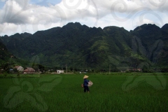 farming