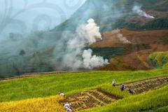 harvest-season