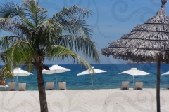 palm-on-white-sands-beach