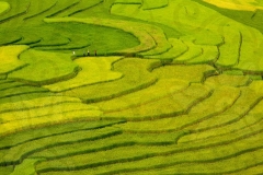 terraced-paddies