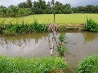 rice-field-and-bridge