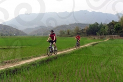 Bicycling through Rice Paddies in Vietnam