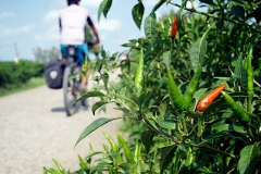 biking-by-peppers