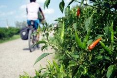 biking-by-peppers
