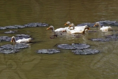 Ducks in the River