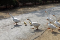 Geese Crossing Road