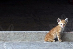 Little Kitten in Vietnam