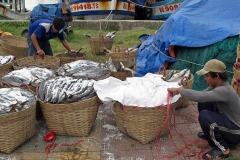 Prepairing Fish for Market