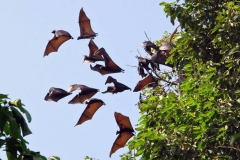 Soc Trang Bat Pagoda