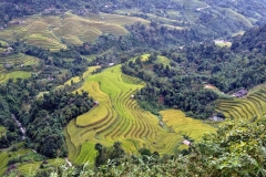 Terraces in Vietnam