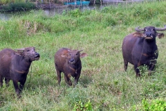 Water Buffalo in Field