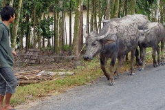 Water Buffalo