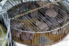 Hanoi - Basket of Frogs