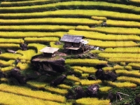 beautiful-view-of-rice-fields