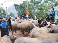 cattle