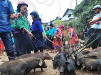 pigs-going-to-market