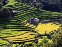 rice-paddies