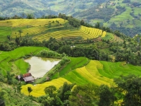rice-terraces
