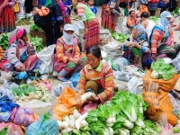 vegetables-for-sale