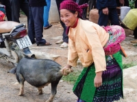 woman-wrangling-a-pig