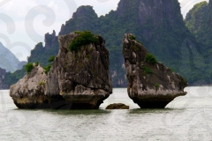 Cocks Fighting in Ha Long Bay