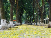 Phan Dinh Phung