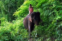 elephant-riding