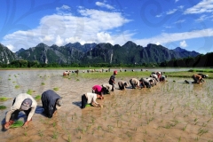 farming-in-laos