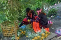 Peeling Pineapple