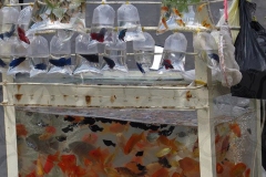 Beta Fish for Sale