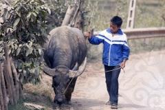Boy and his Buffalo