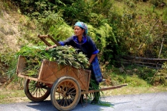 Woman Hauling