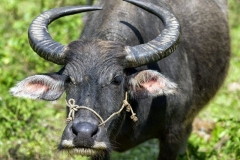 Buffalo
