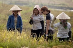 Cutting Rice