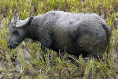 Happy as a Buffalo in a Paddy Field