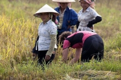 Harvesting Rice