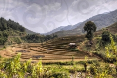 Paddy Fields HDR