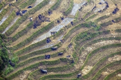 Paddy Fields and Water Buffalo