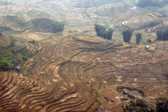 Paddy Fields