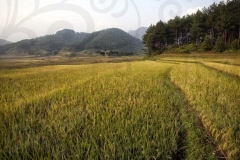 Rice Fields