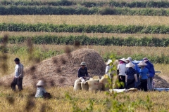 Threshing Rice