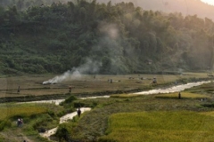 Working in the Rice Fields 2