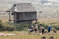 Working in the Rice Fields 3