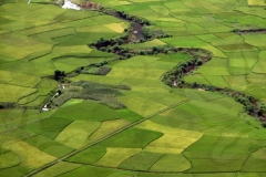 Acres of Rice Paddies