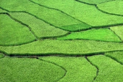 Acres of Rice