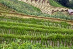 Terraces