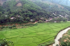 Valle of Rice