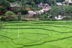 Village with Rice Paddies
