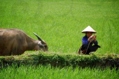Rice Paddies