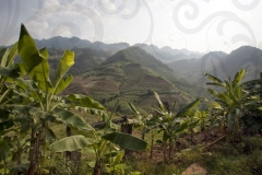 Banana Plants